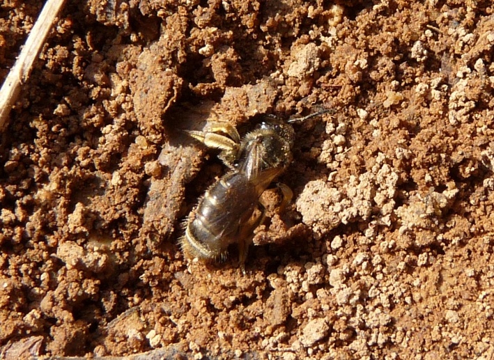 Imenottero scavatore: forse Apidae Halictinae